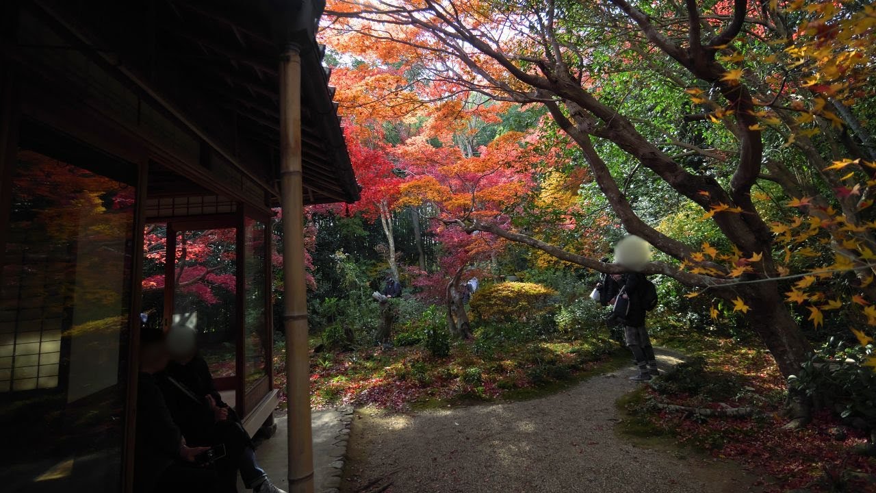 KYOTO Walking | Enrian Japan Garden | Japan Solo Travel 4K