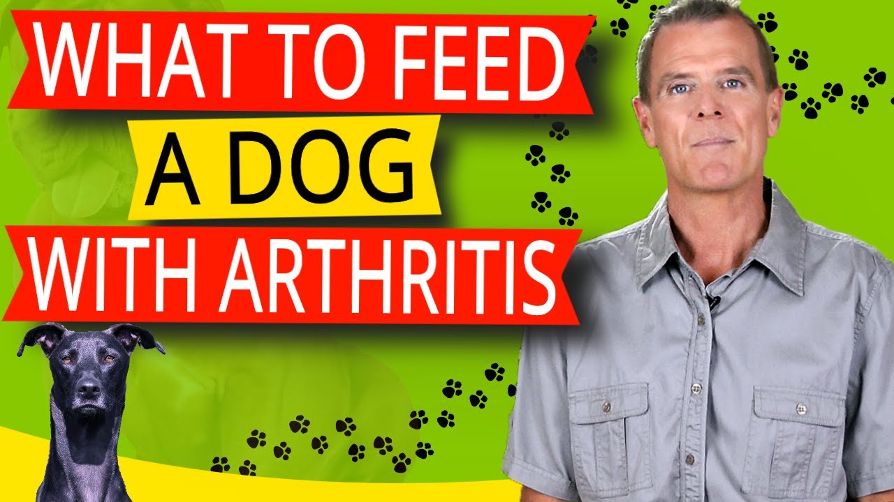 What to Feed a Dog With Arthritis (Supplementation and Diet)