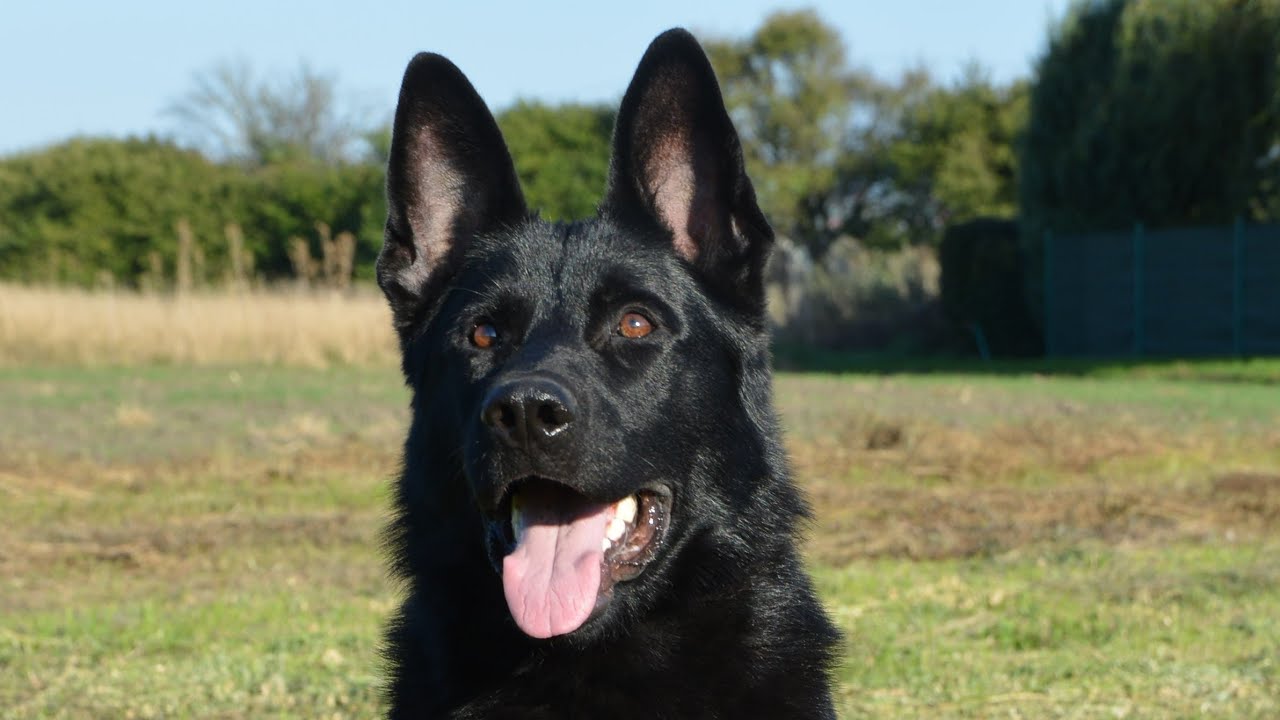 Trained Black Czech Shepherd for Sale
