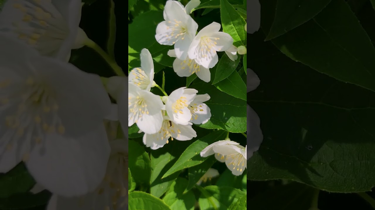 Чубушник или жасмин садовый.🌼 #цветы #flowers #flowerworld