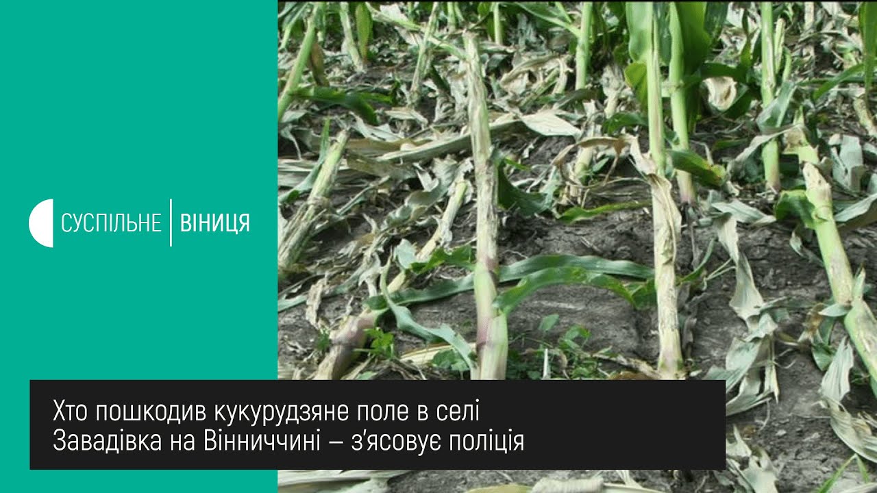 15.07.2020. Хто пошкодив кукурудзяне поле в селі Завадівка на Вінниччині — з'ясовує поліція