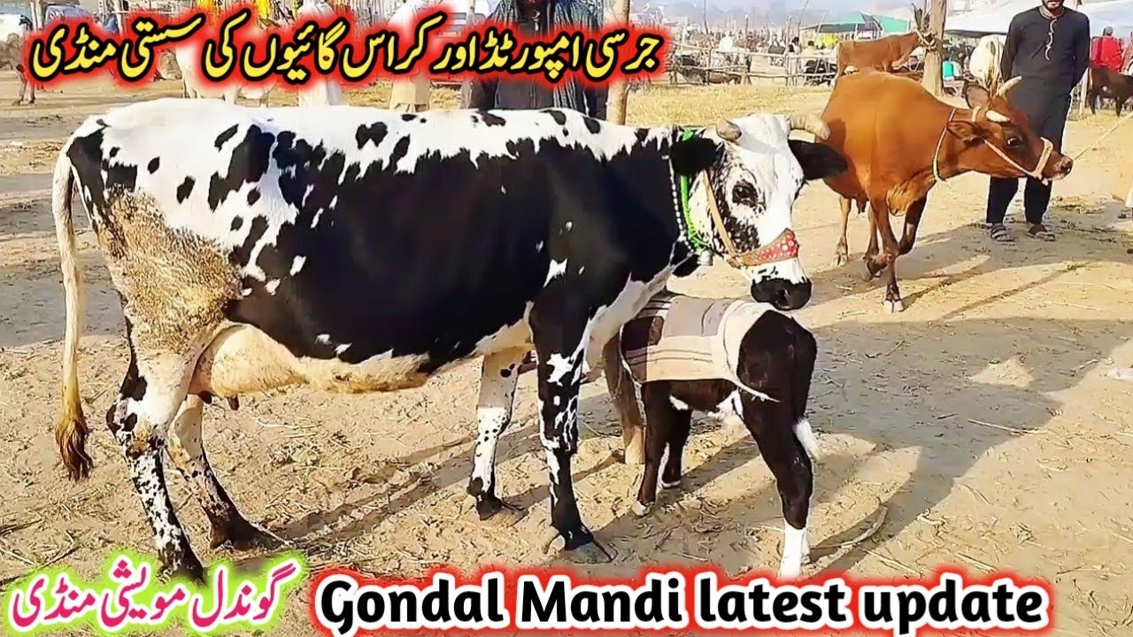 Gondal Mandi latest update 01Feb 2026!jersey cow for sale latest!Cholistani Freasian cross cow!