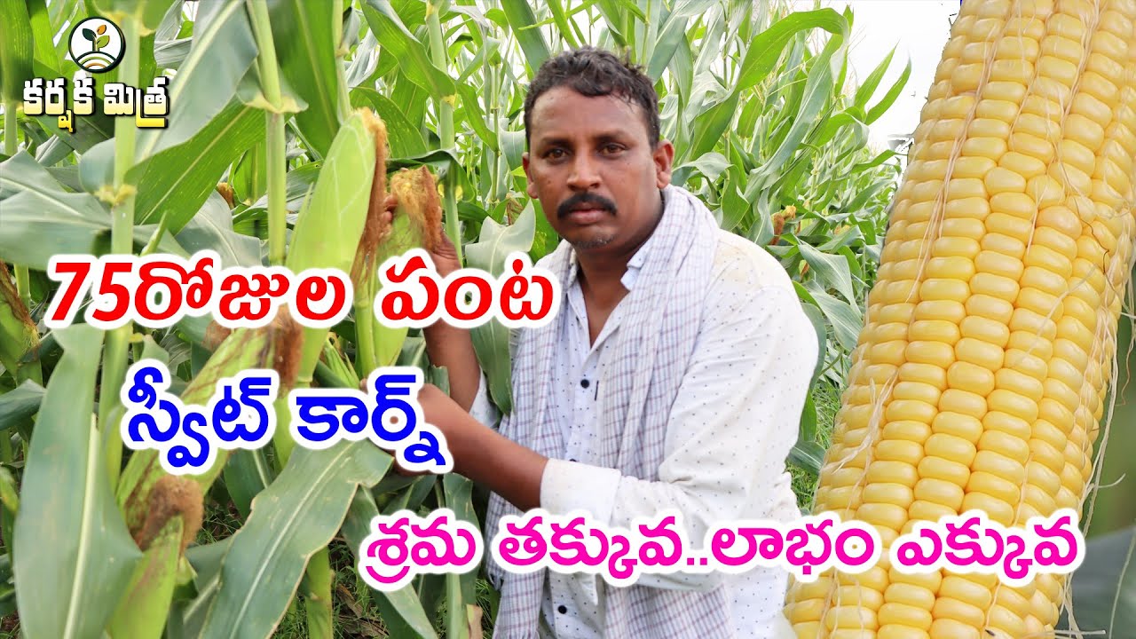75 రోజుల పంట స్వీట్ కార్న్ || లాభం బాగుంది|| Good Profits in Sweet corn cultivation ||Karshaka Mitra