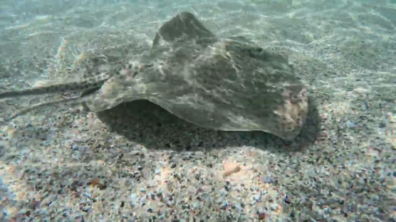 2026.01.30 Egypt, Marsa Alam, Abu Dabbab beach - Stning Ray on shallow water