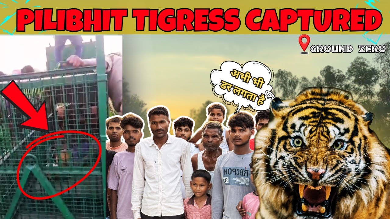 Tigress के पकड़े जाने के बाद भी गॉव में डर का माहौल | PILIBHIT | CORBETT TALES #tiger