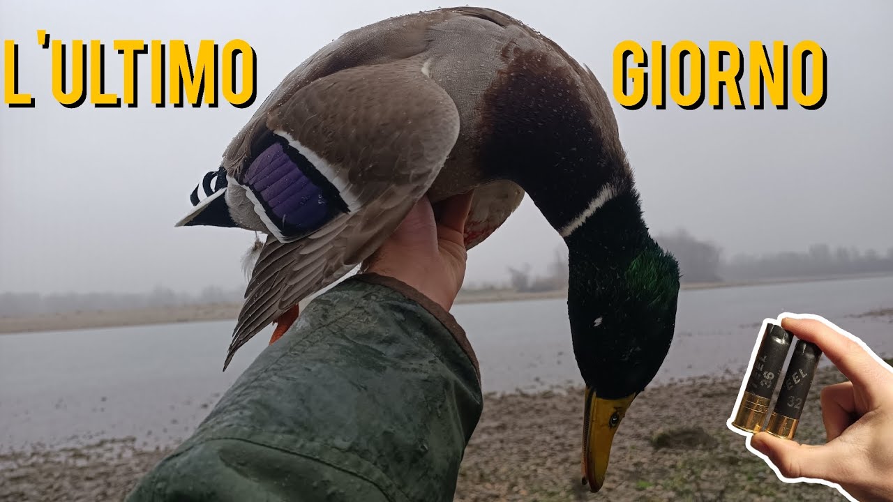 CACCIA alle ANATRE sul PO - ULTIMO giorno con cartucce PEGORARO Steel e PIOGGIA 😍🦆