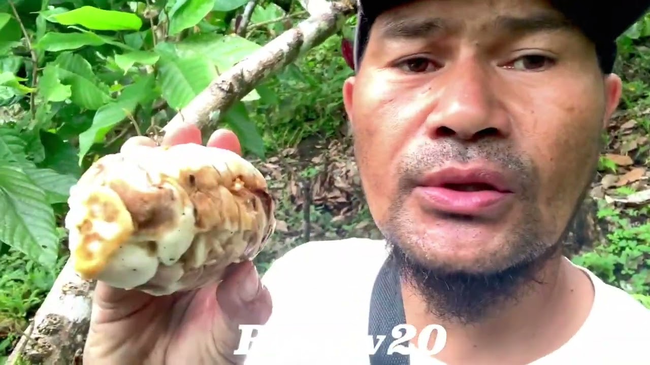 Day 1 harvest cacao lover