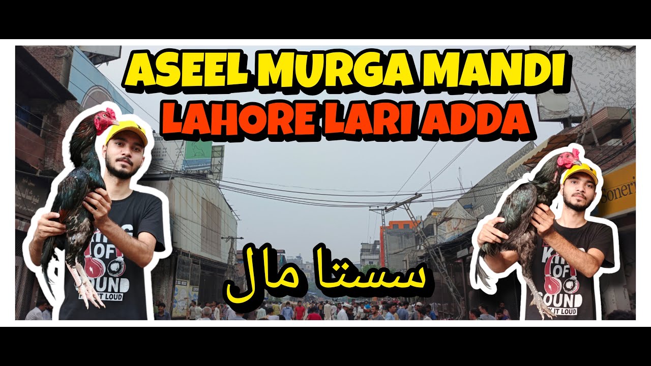 Lahore Aseel Murga Mandi || Lahore Lari Adda Aseel Murga Mandi 2025| Lari Adda Aseel Market 2025 #yt