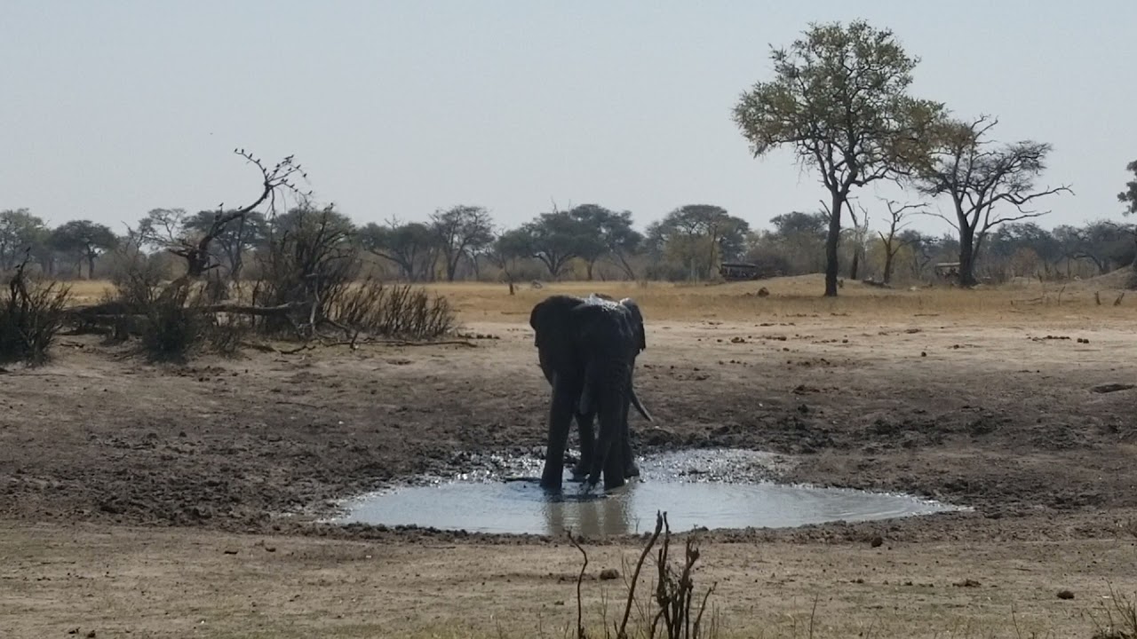 Lonely big elephant bull having a mud bath, Hwange GR, Zimbabwe