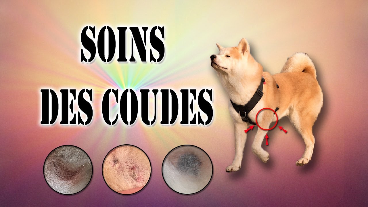 PRENDRE SOIN DES COUDES DE VOTRE CHIEN