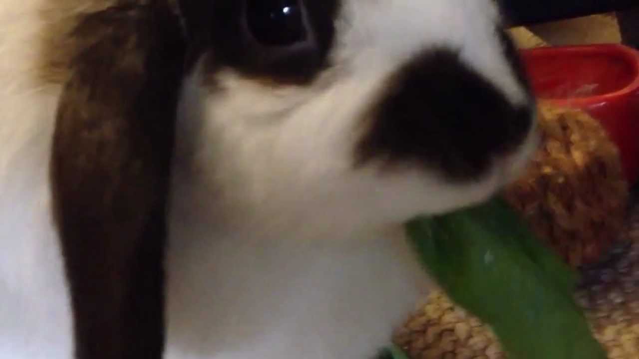 Sophie the rabbit honking