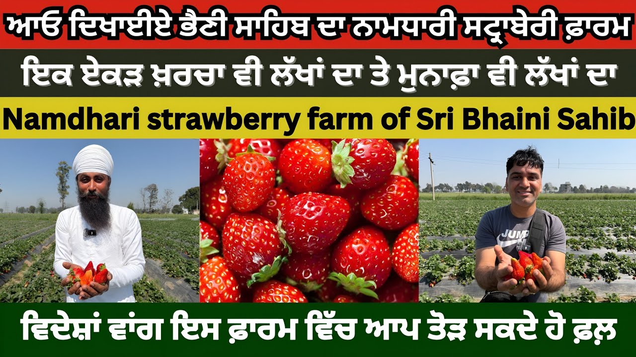 Namdhari strawberry farm, Bhaini Sahib। ਆਓ ਦਿਖਾਈਏ ਨਾਮਧਾਰੀ ਸਟ੍ਰਾਬੇਰੀ ਫ਼ਾਰਮ। ਦੇਖੋ ਸਟ੍ਰਾਬੇਰੀ ਦੀ ਖੇਤੀ