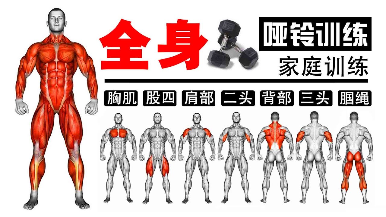 full body dumbbell workout |哑铃全身锻炼