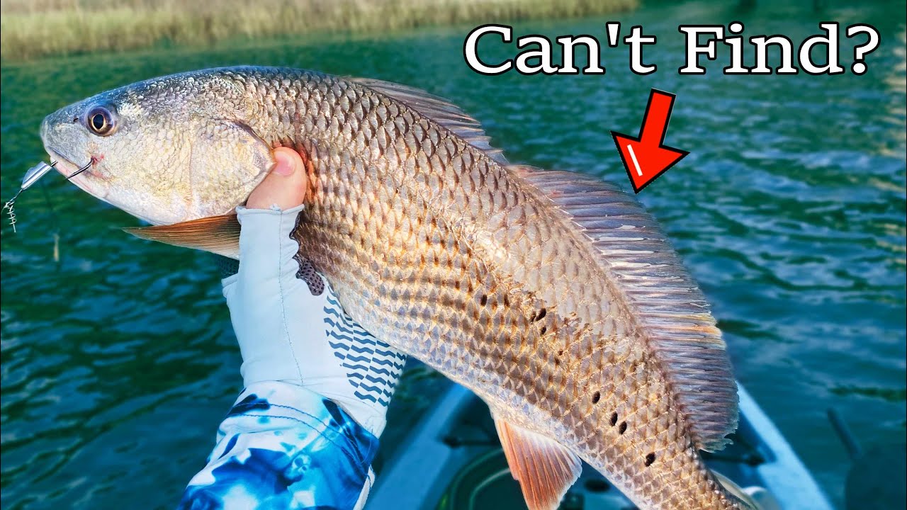 Slot Redfish Are ALWAYS Here!!!