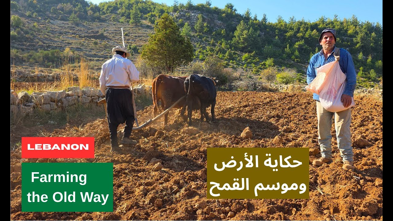 القمح البلدي في لبنان زراعة تقليدية تحفظ التراثSaving Traditional Wheat Farming Before It Disappears