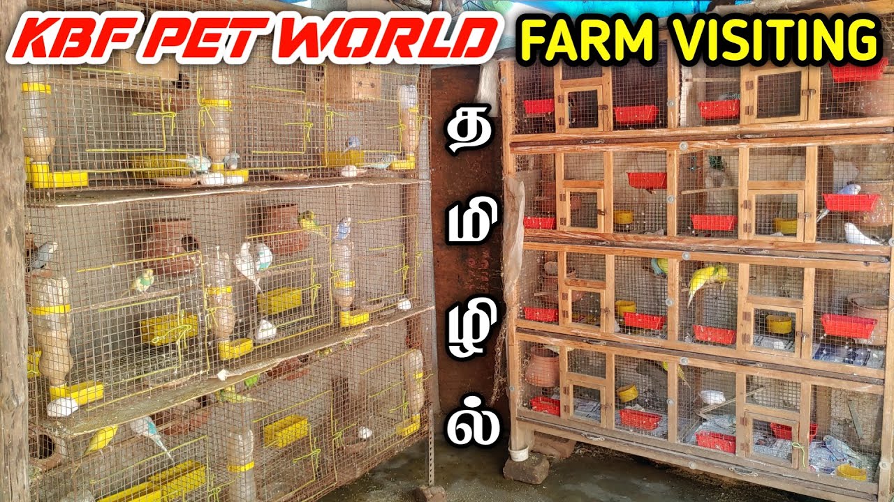 Cockatiel Budgies Individual Breeding Farm Visiting | KBF PET WORLD | தமிழில் | Fancy Birds Chennai