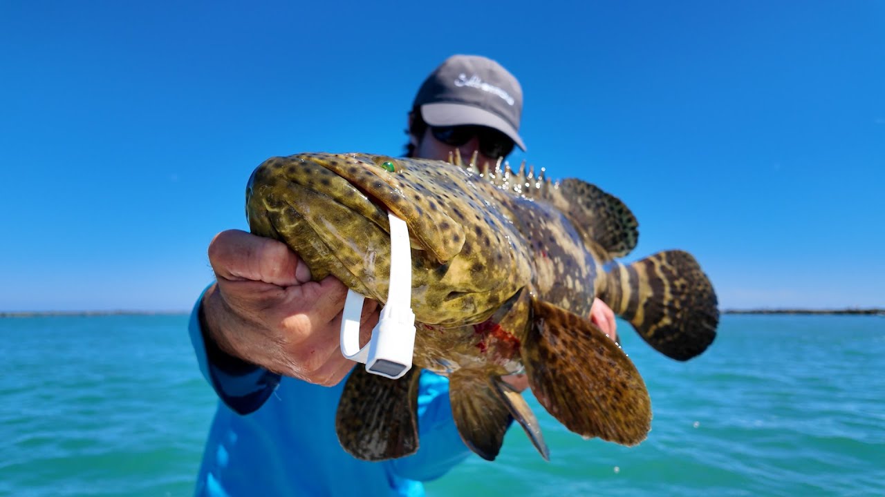 THE BEST GROUPER TO EAT!?! Legal Florida Goliath Grouper Catch & Cook - Mango Salsa Grouper