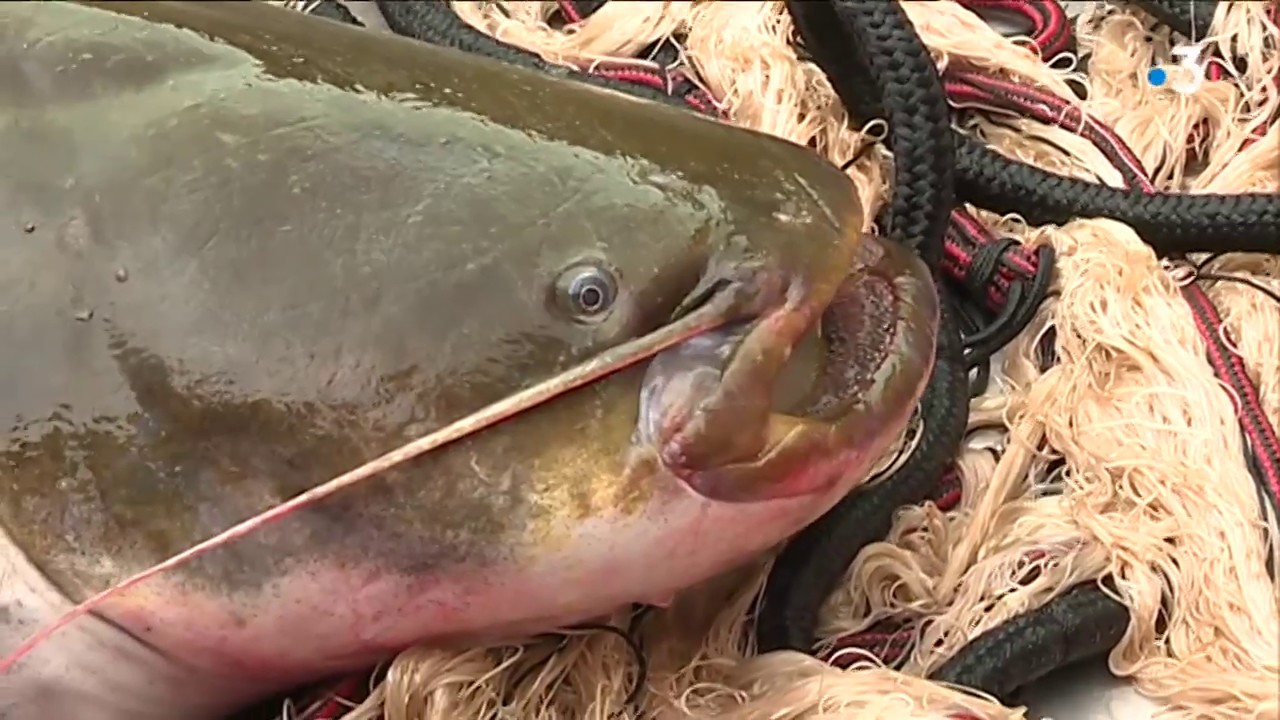 P&ecirc;che : le silure un poisson en mal de reconnaissance
