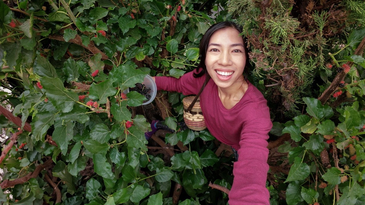 I Climb This Mulberry Tree 3 Times Per Year When It Fruits!