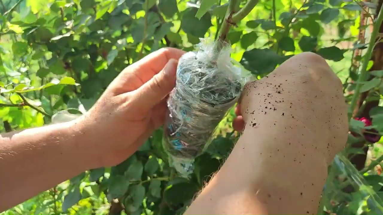 Razmnožavanje ruža ljeti