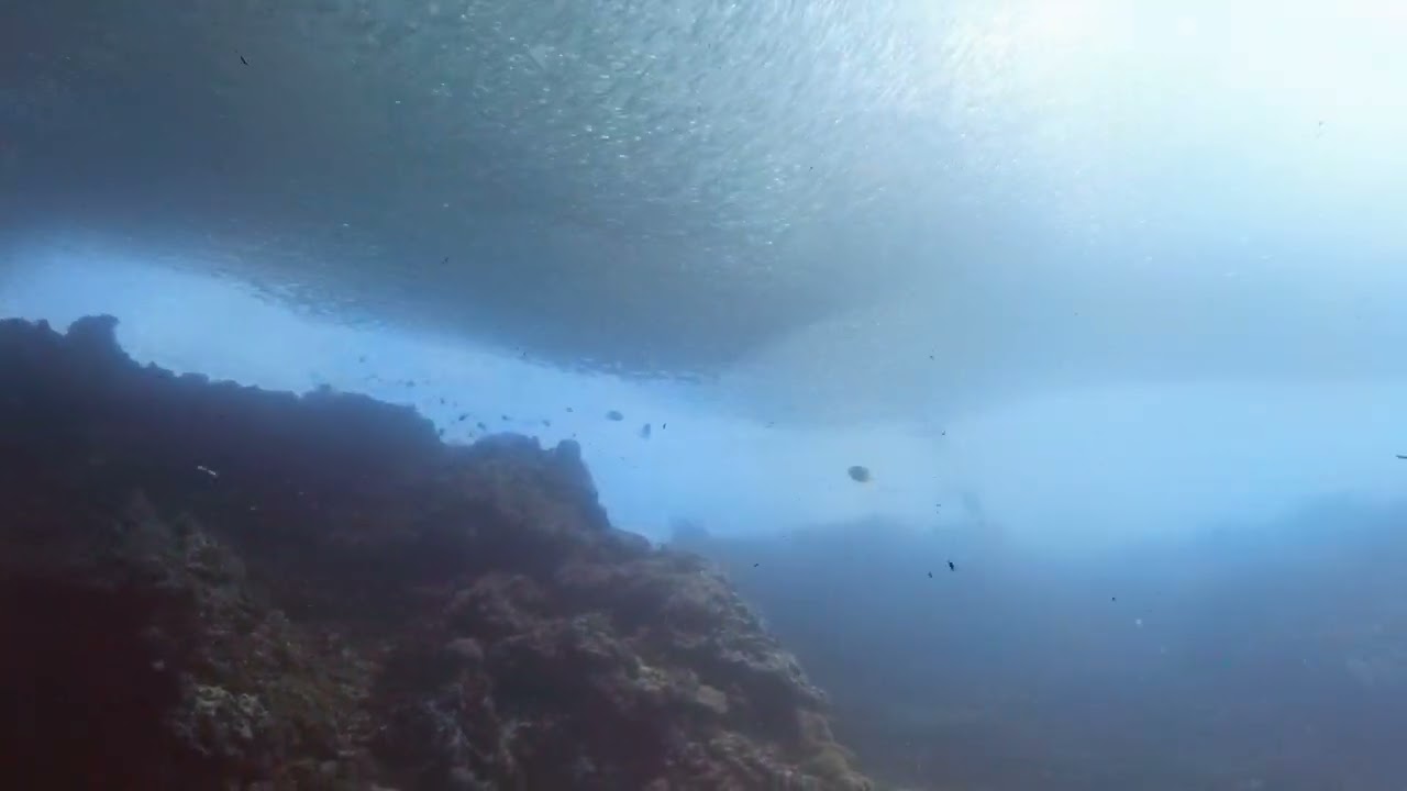 Dive Maribago Mactan Sardine Run Bait Ball (4K)