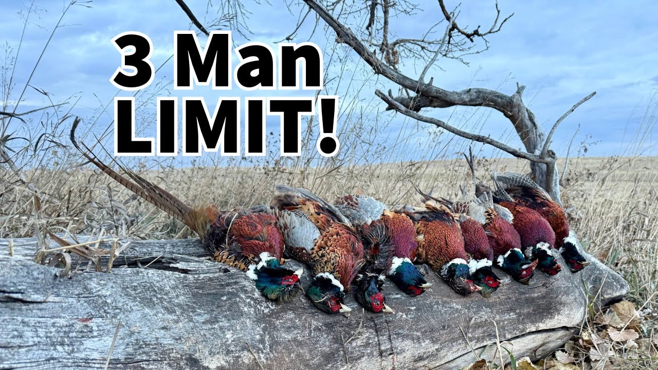 North Dakota Pheasant Hunting! UNREAL Afternoon Public Land Hunt!