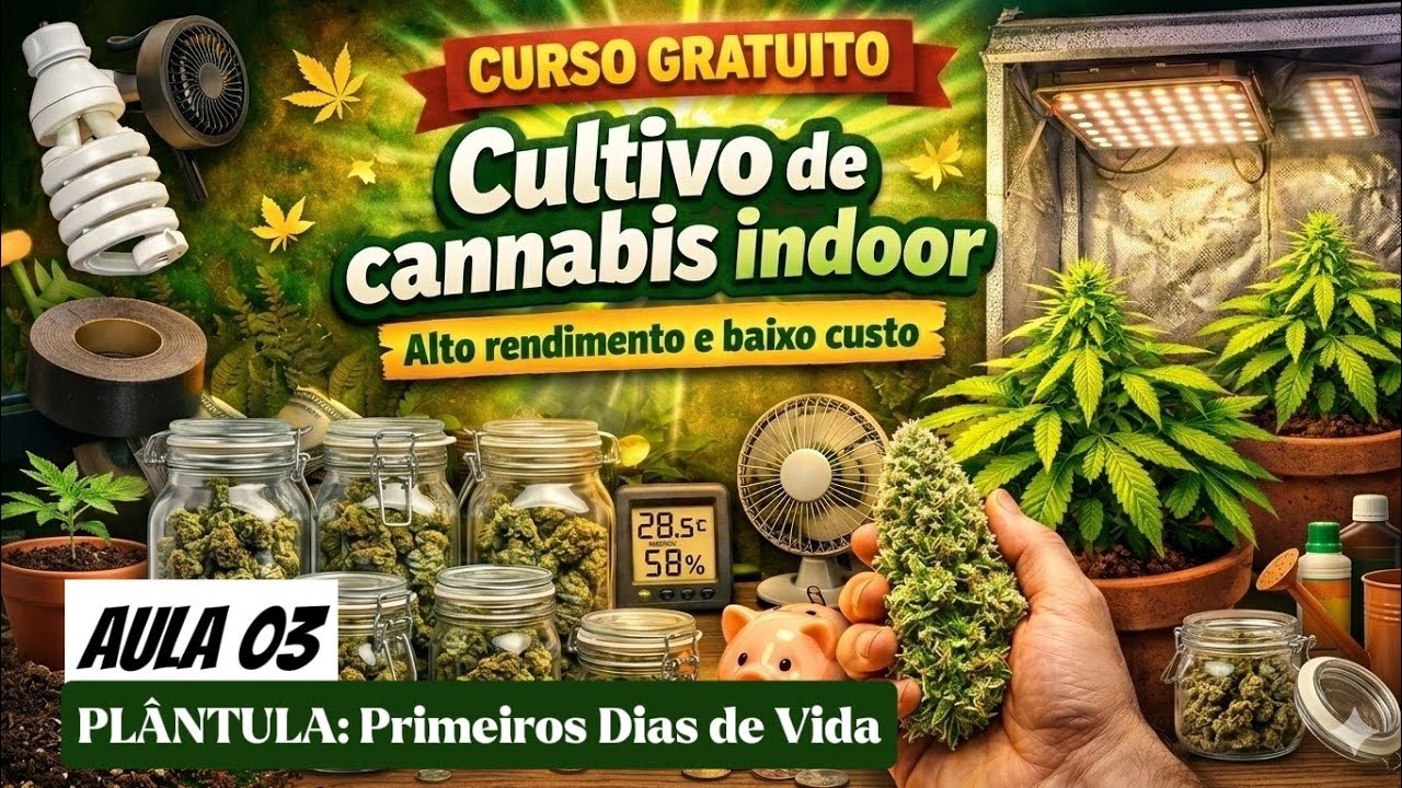 AULA 03: COMO PLANTAR MACONHA Indoor do Zero &ndash; Primeiros Dias de Vida (CURSO COMPLETO) 