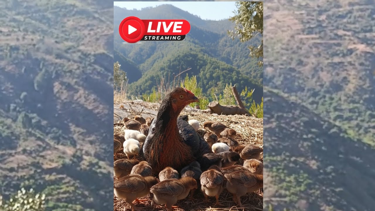 Free-Range Chicks in a Mountain Environment | Hen & Chicks in the Wilderness #hens #chicks