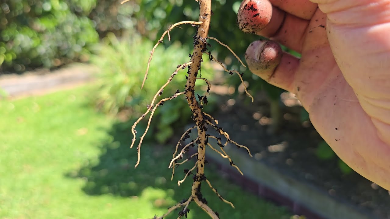 Huge Taproot of North American Paw Paws Asimina triloba 
