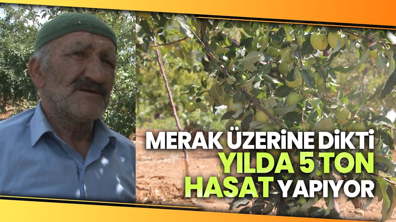 Derede Buldu Bahçesine Dikti, Şimdi 5 Ton Hasat Yapıyor