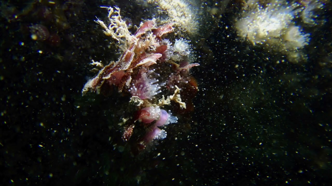 Diving Babbacombe bay 30:05:23