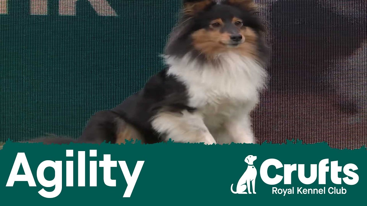 Agility Champs Small/Medium (Agility) Part 1 | Crufts 2026