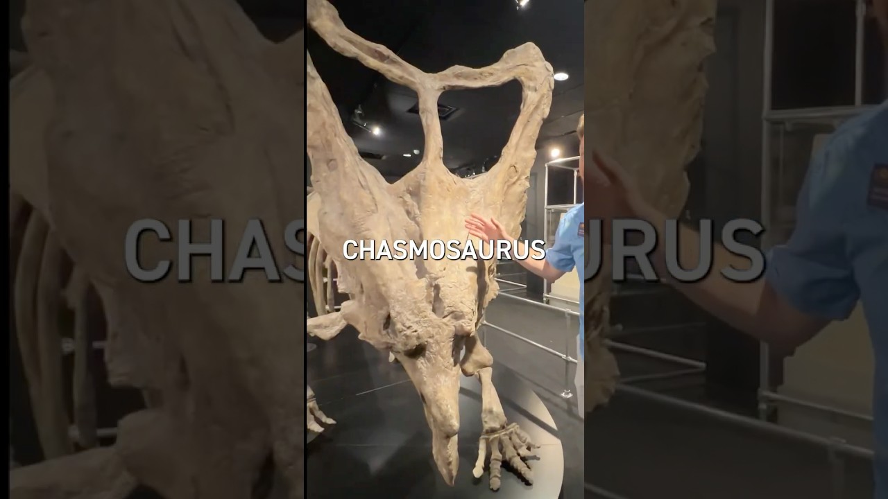 Chasmosaurus facts you didn&rsquo;t know ☝️🤓