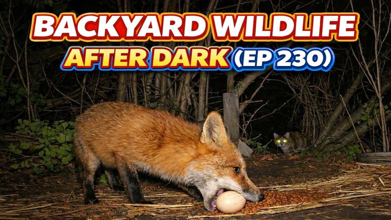 Backyard Wildlife After Dark  (EP 230) 🦊🐈🦔 | Night Vision