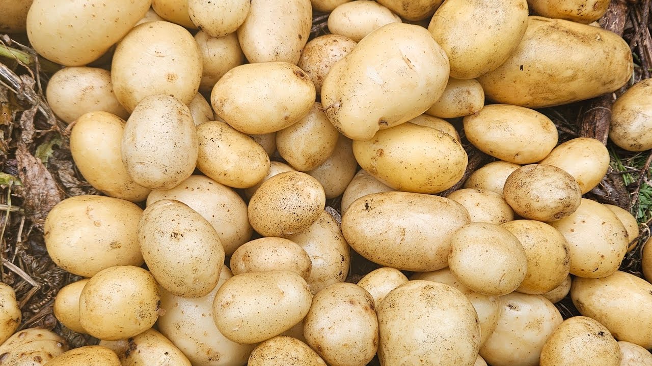 Watch me harvesting potatoes in my garden in #southaustralia 