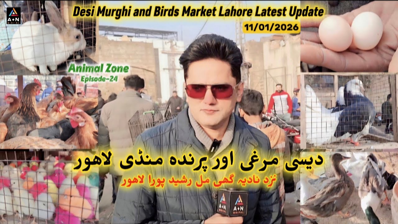 Desi Murghi Mandi Lahore (Near Nadia Ghee Mill Rasheed Pura Lahore) Latest Update 11/01/2026 (AZ-24)