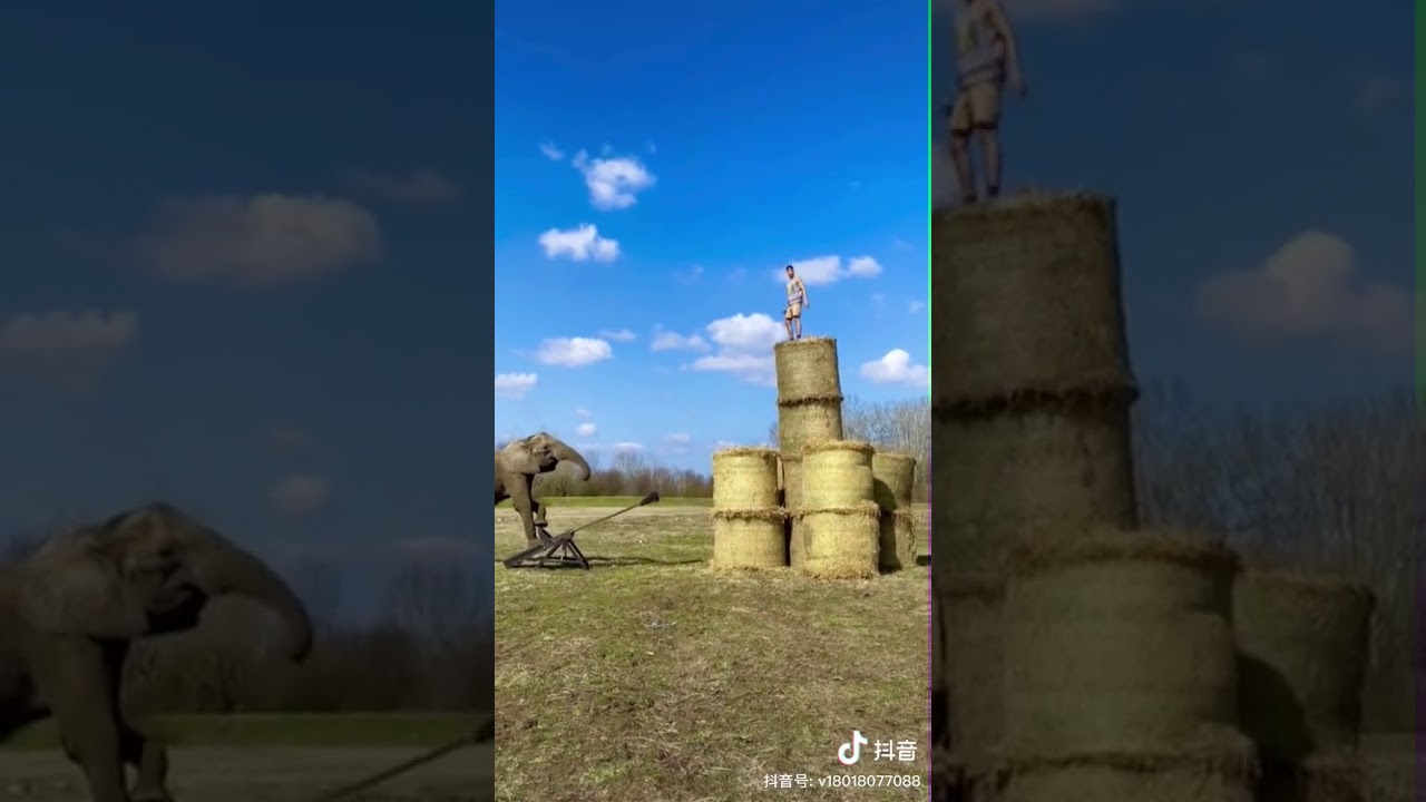 Chinese guy is catapulted by elephant
