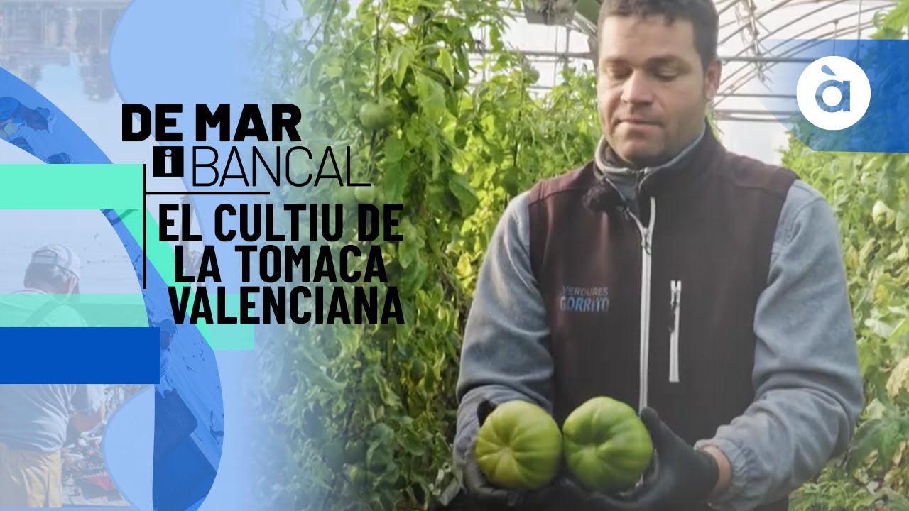 El cultiu de la tomaca valenciana a Meliana - De mar i bancal