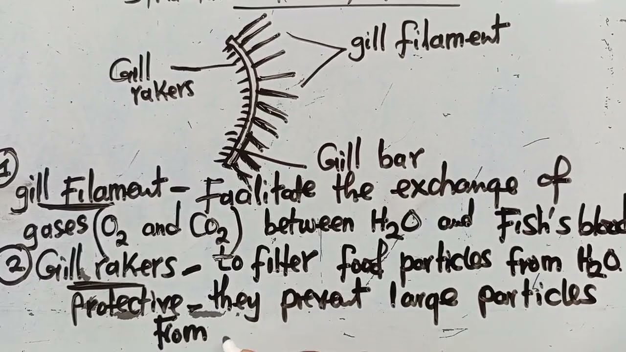 BIOLOGY - Structure of Bony Fish Gill And Functions.