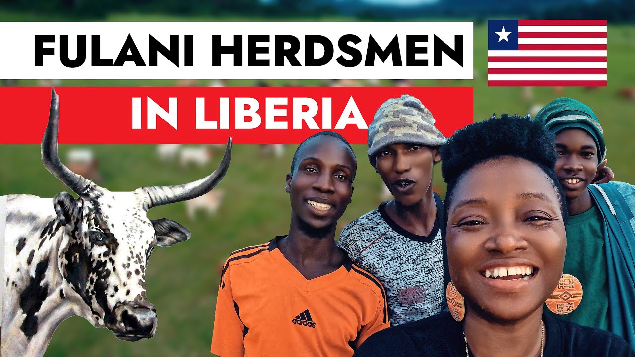 Fulani Herdsman in Liberia: Bong County | #liberia #fulaniherdsmen