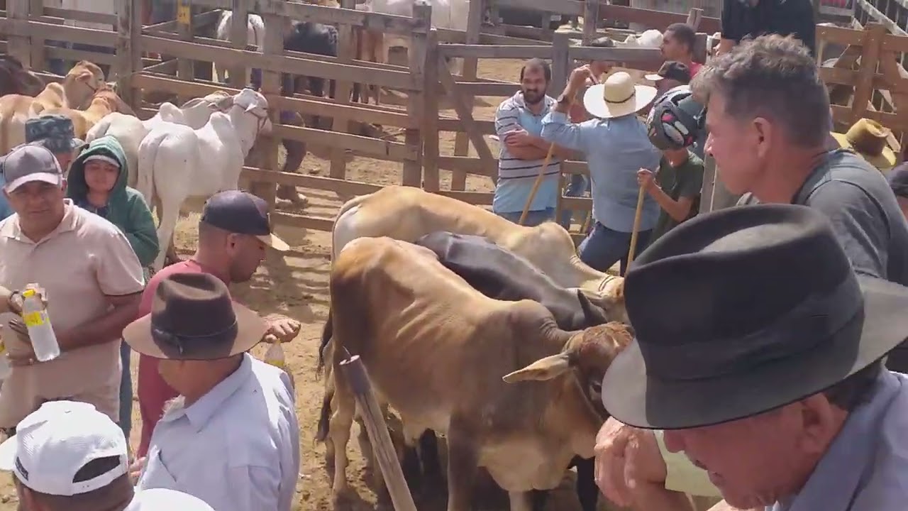 Feira de gado em Tabira-PE