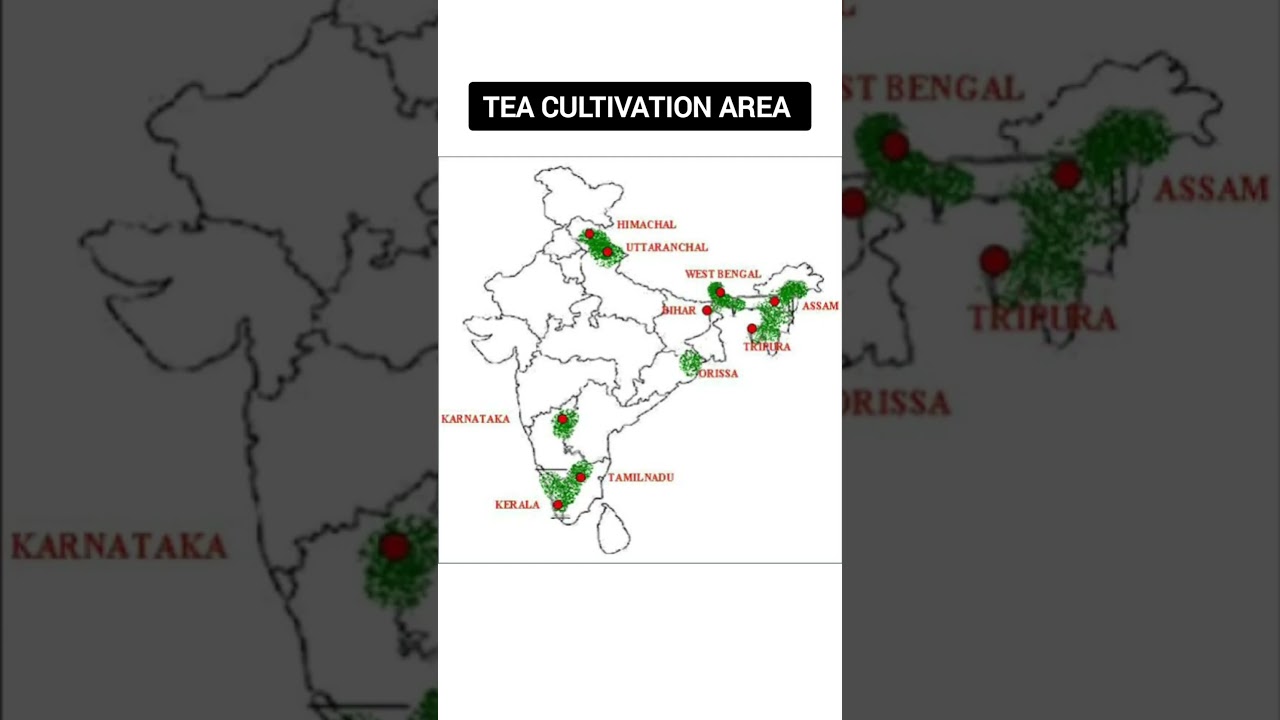 tea cultivation area in map of India