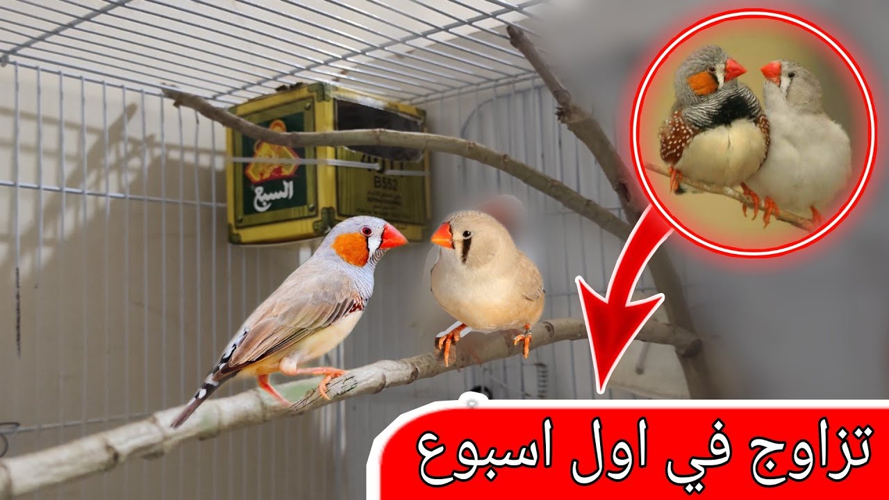 طريقة تزاوج طيور الزيبرا بسهولة _ طريقة المحترفين في لنتاج طيور الزيبرا