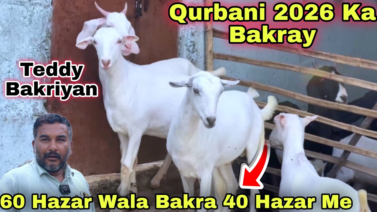 Karachi Ki Sab Se Sasti Bakra Mandi 🚨 | Qurbani 2026 Ka Bakray & Teddy Bakriyan | 