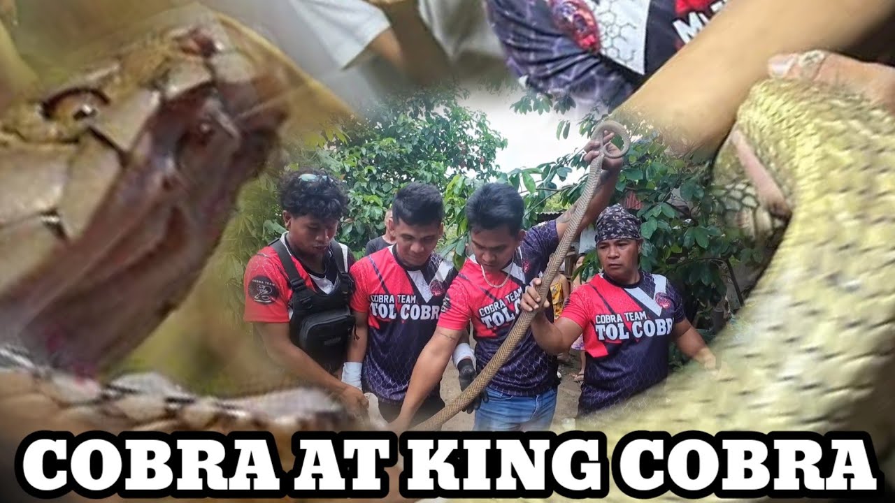 NADALI SI TOL COBRA
