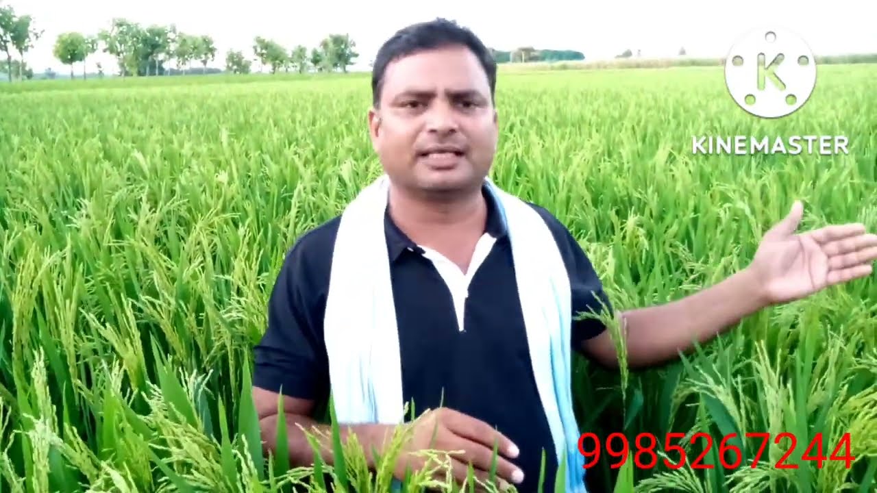 MTU 1156,1153 రబీకి అనుకూలమైన విత్తనాలు