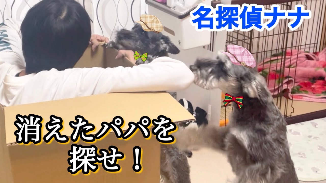 名探偵ナナと助手のユメソン君　消えたパパと謎のダンボール！？