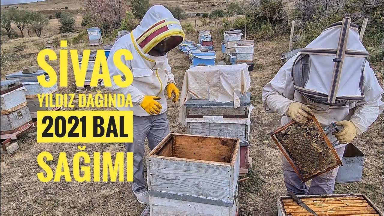 SİVAS YILDIZ DAĞINDA 2021 BAL SAĞIMI  05554934065