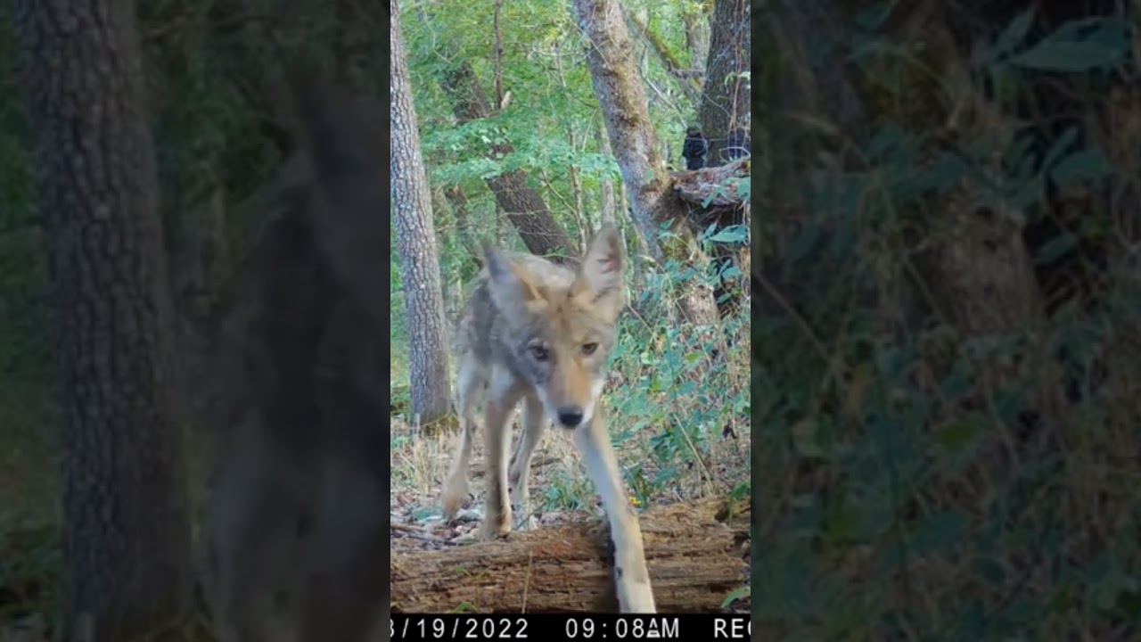 Trail camera captures all kinds of wildlife! #shorts #nature