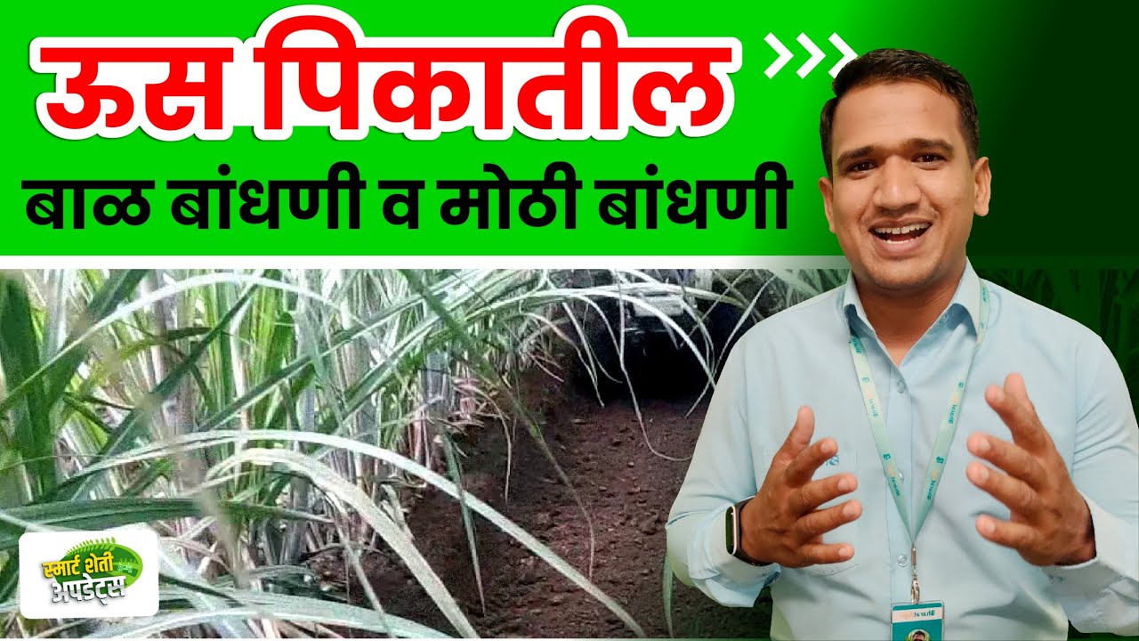 ऊस पिकातील बाळ व मोठी बांधणी | uus khat vyavasthapan | sugarcane fertilizer management